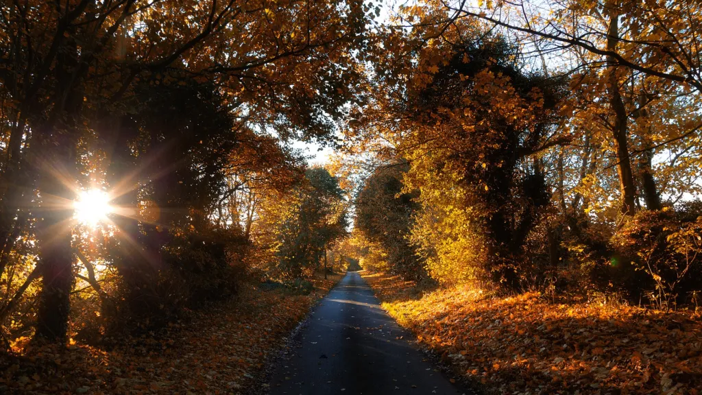 Autumn trees along Dogkennel Lane, South Fawley
