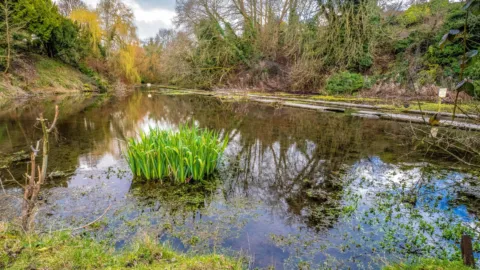The cress beds, Letcombe Bassett