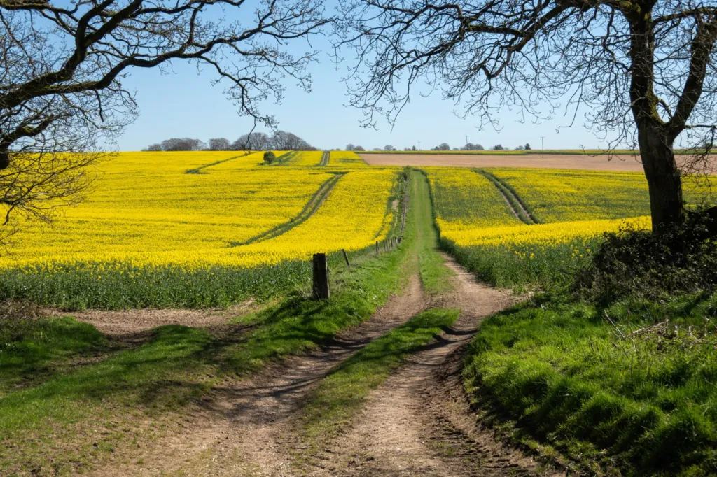 A farm track between fields of rapeseed