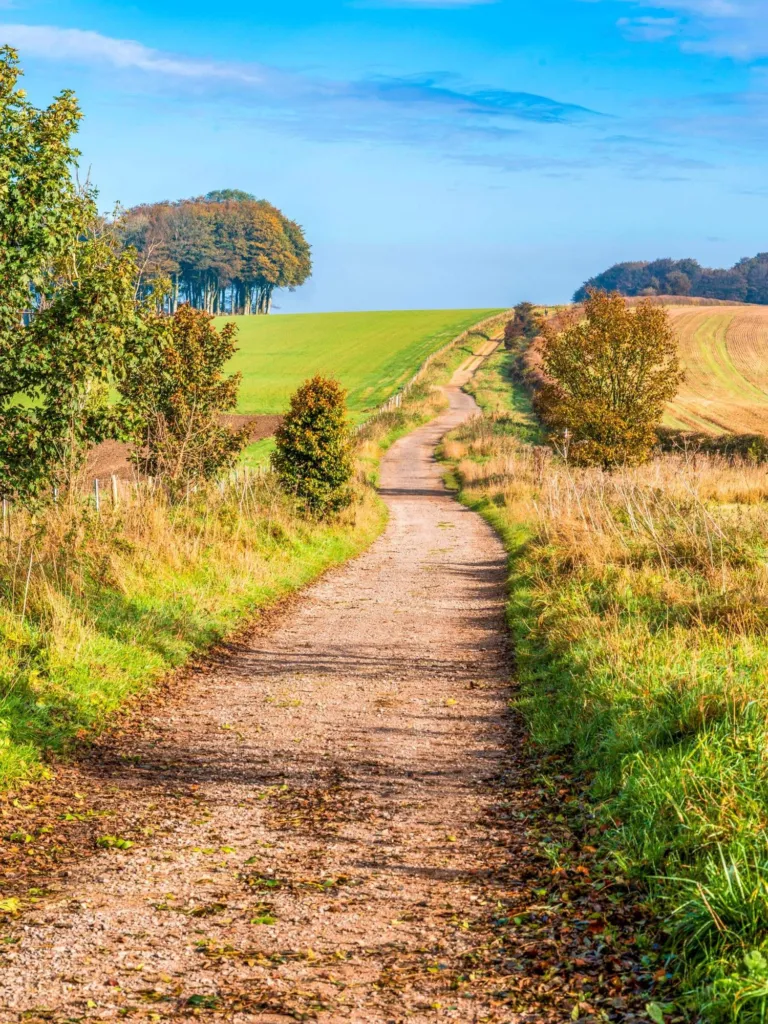 A chalk track across the downs