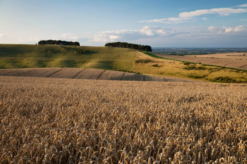 Wheat fields on the downs in summer
