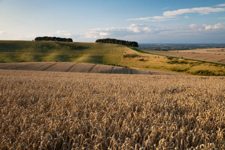 Wheat fields on the downs in summer