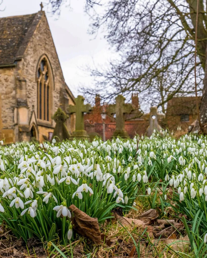 Snowdrops in the churchyard of Saints Peter and Paul, Wantage